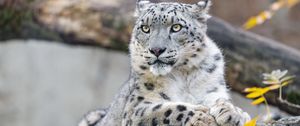 Preview wallpaper snow leopard, animal, big cat, wild, rock