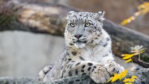 Preview wallpaper snow leopard, animal, big cat, wild, rock