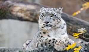 Preview wallpaper snow leopard, animal, big cat, wild, rock