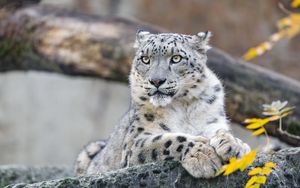 Preview wallpaper snow leopard, animal, big cat, wild, rock