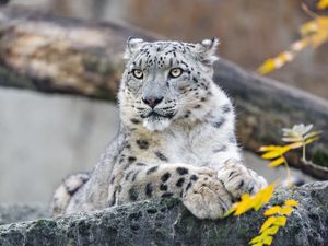 Preview wallpaper snow leopard, animal, big cat, wild, rock