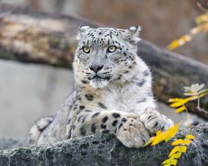 Preview wallpaper snow leopard, animal, big cat, wild, rock