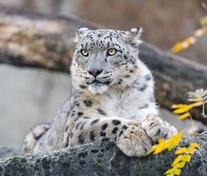 Preview wallpaper snow leopard, animal, big cat, wild, rock