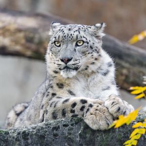 Preview wallpaper snow leopard, animal, big cat, wild, rock