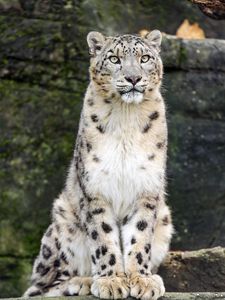 Preview wallpaper snow leopard, animal, big cat, white, predator