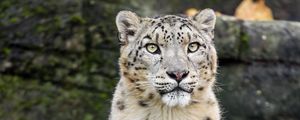 Preview wallpaper snow leopard, animal, big cat, white, predator