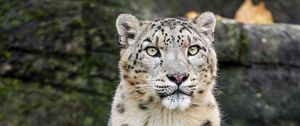 Preview wallpaper snow leopard, animal, big cat, white, predator