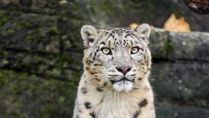 Preview wallpaper snow leopard, animal, big cat, white, predator