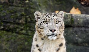 Preview wallpaper snow leopard, animal, big cat, white, predator