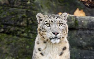 Preview wallpaper snow leopard, animal, big cat, white, predator