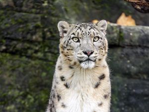 Preview wallpaper snow leopard, animal, big cat, white, predator