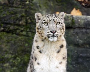 Preview wallpaper snow leopard, animal, big cat, white, predator