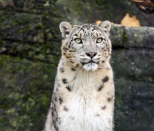 Preview wallpaper snow leopard, animal, big cat, white, predator