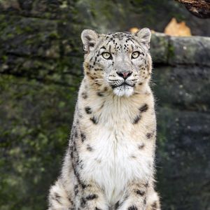 Preview wallpaper snow leopard, animal, big cat, white, predator