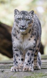 Preview wallpaper snow leopard, animal, big cat, predator, white, wild