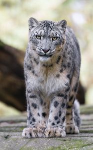 Preview wallpaper snow leopard, animal, big cat, predator, white, wild