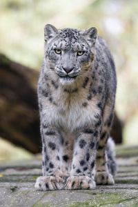 Preview wallpaper snow leopard, animal, big cat, predator, white, wild