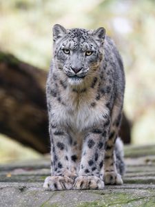 Preview wallpaper snow leopard, animal, big cat, predator, white, wild