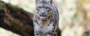 Preview wallpaper snow leopard, animal, big cat, predator, white, wild