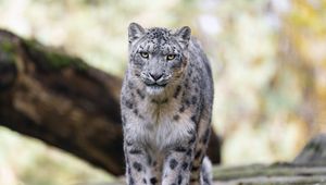 Preview wallpaper snow leopard, animal, big cat, predator, white, wild