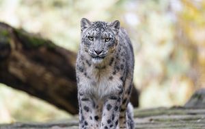 Preview wallpaper snow leopard, animal, big cat, predator, white, wild