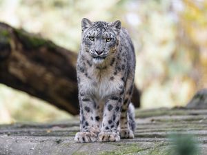 Preview wallpaper snow leopard, animal, big cat, predator, white, wild