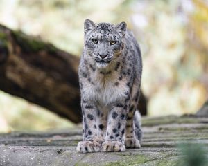 Preview wallpaper snow leopard, animal, big cat, predator, white, wild