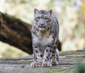 Preview wallpaper snow leopard, animal, big cat, predator, white, wild