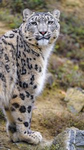 Preview wallpaper snow leopard, animal, predator, wild, glance