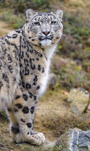 Preview wallpaper snow leopard, animal, predator, wild, glance