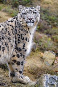 Preview wallpaper snow leopard, animal, predator, wild, glance