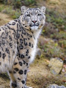 Preview wallpaper snow leopard, animal, predator, wild, glance