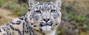 Preview wallpaper snow leopard, animal, predator, wild, glance