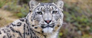 Preview wallpaper snow leopard, animal, predator, wild, glance