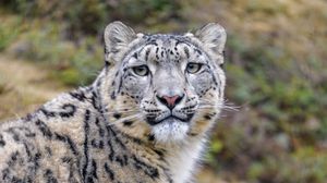 Preview wallpaper snow leopard, animal, predator, wild, glance