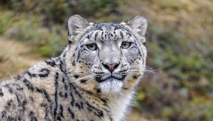 Preview wallpaper snow leopard, animal, predator, wild, glance