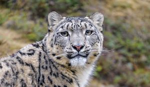 Preview wallpaper snow leopard, animal, predator, wild, glance