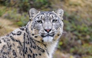 Preview wallpaper snow leopard, animal, predator, wild, glance