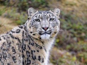 Preview wallpaper snow leopard, animal, predator, wild, glance