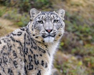 Preview wallpaper snow leopard, animal, predator, wild, glance