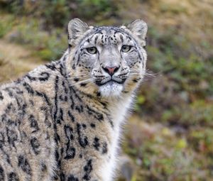 Preview wallpaper snow leopard, animal, predator, wild, glance