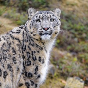 Preview wallpaper snow leopard, animal, predator, wild, glance