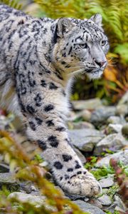 Preview wallpaper snow leopard, animal, predator, big cat, white, spots