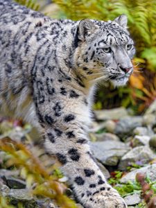 Preview wallpaper snow leopard, animal, predator, big cat, white, spots