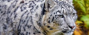 Preview wallpaper snow leopard, animal, predator, big cat, white, spots