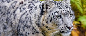 Preview wallpaper snow leopard, animal, predator, big cat, white, spots