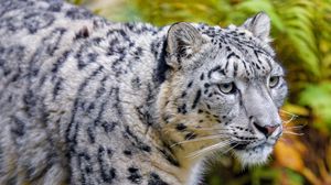 Preview wallpaper snow leopard, animal, predator, big cat, white, spots