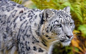 Preview wallpaper snow leopard, animal, predator, big cat, white, spots