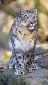 Preview wallpaper snow leopard, animal, predator, big cat, gray, wildlife