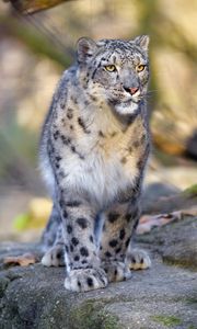 Preview wallpaper snow leopard, animal, predator, big cat, gray, wildlife